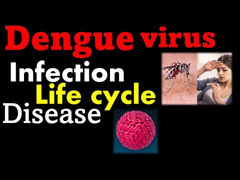 Dengue virus replication | Dengue fever symptoms
