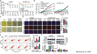 Dabrafenib in combination with RC48 in BRAF positive melanoma cell lines