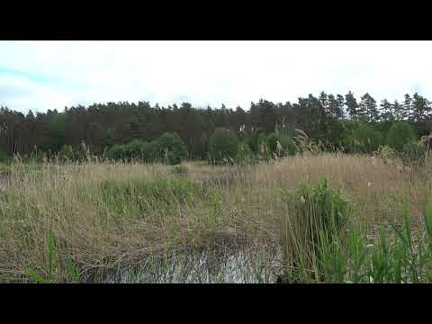 Der Ruf der Rotbauchunke (Bombina bombina) - The call of the fire-bellied toad