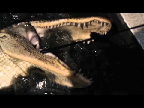 https://www.youtube.com/embed/D1co0x8--pc