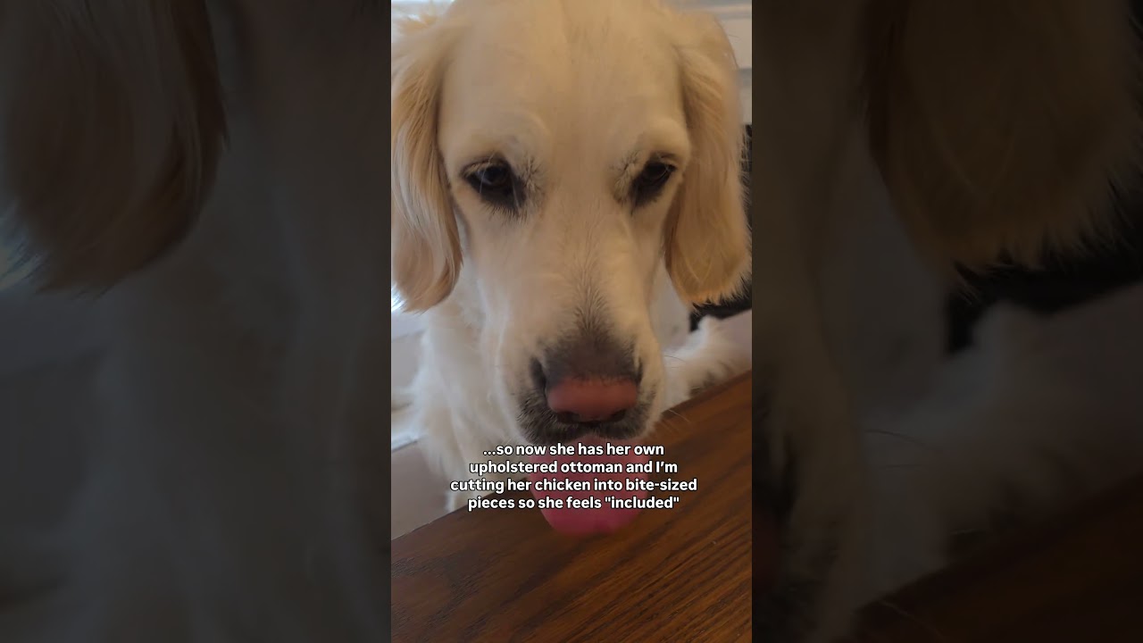 I’ve officially accepted my role as the sous-chef and furniture coordinator for a Golden. #DogHumor