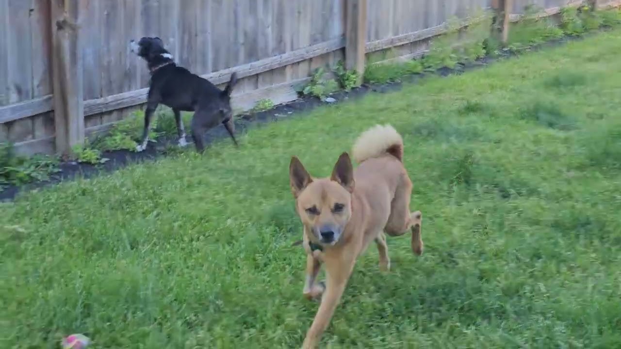 Enlarge Paco, a ADOPTABLE mixed breed in Aurora, IL video 6/6