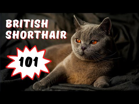 British Shorthair Cat 101   Facts and Personality