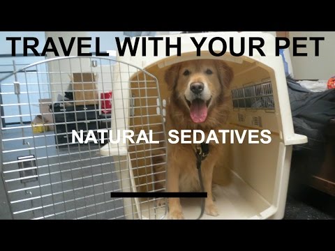 Natural Sedatives for Travelling With Your Dog or Cat