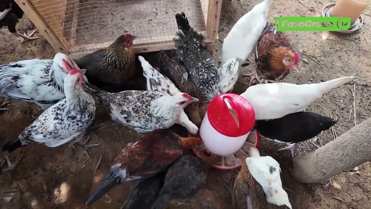 Pérennisation de la volaille de race locale : Les resultats visible  au village de TAMSE