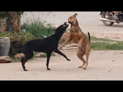 Dog meeting ,dogs comfort for meeting.part 01