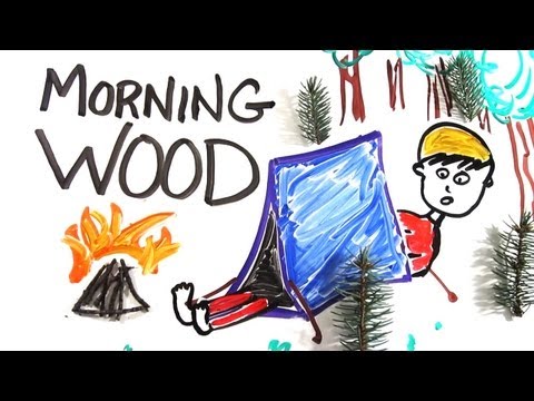 The Science of 'Morning Wood'