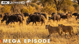 Ultimate Predators: Fear on the Savannah(SPECIAL EPISODE) | Nature Animal Documentary