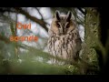 The Distinctive Calls Of Owls A Sampler