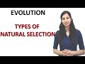 Types Of Natural Selection I Stabilizing I Direction I Disruptive Selection I Evolution