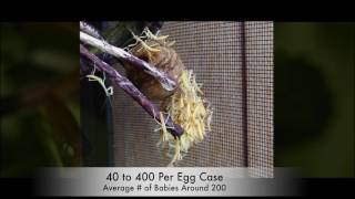 Pray Mantis : What to expect from egg case  NIC