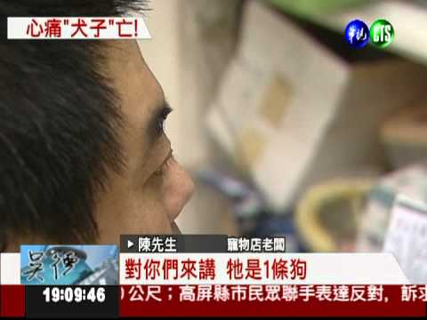 "狗兒子"被撞死 肇事者冷嘲熱諷