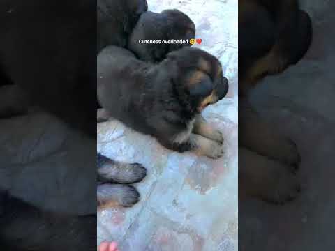 20 days old pups ❤️😫 #germanshepherdpuppy #dogs #viral #youtubeshorts #germanshepherd