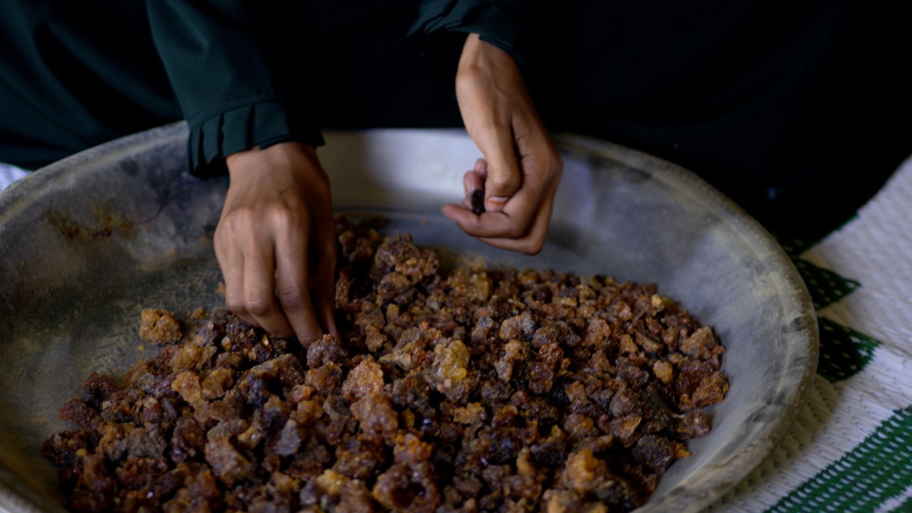 Allamangan Gums & Resins: Rebuilding the Resin Economy