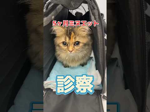 テムズ 20 号線の避妊薬を飲むと太りますか、それとも痩せますか?