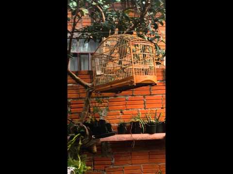 Minha sabia roxa chamando