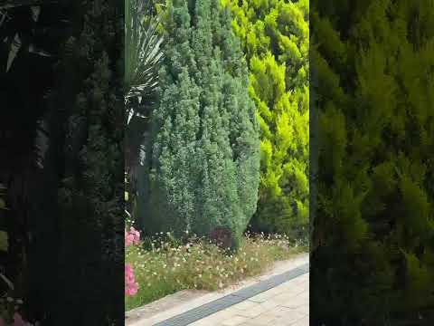 Гостевой дом «Сандра-Сити» - Цандрипш, ул. Приморская, 109 видео