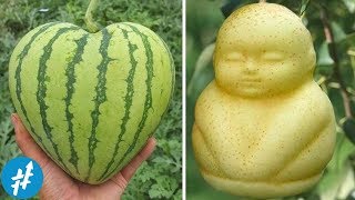 Download lagu Harga Gak RASIONAL! Buah TERMAHAL Di Dunia Ini Setara Harga Mobil mp3