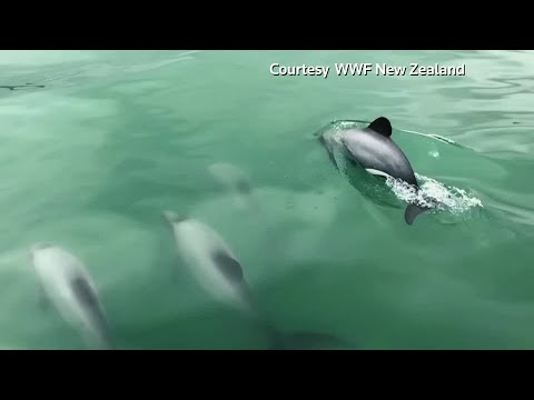 無人機飛來保護紐西蘭珍稀的海豚 (Drones fly to protect rare New Zealand dolphins)