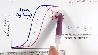 AS Biology - Oxygen dissociation curve (OCR A Chapter 8.4)