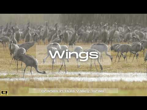 Wings - The Hula Valley Cranes