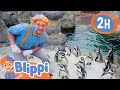 Play With Penguins At The Zoo Blippi Educational Videos For Kids ​ Spooky Adventures For Kids
