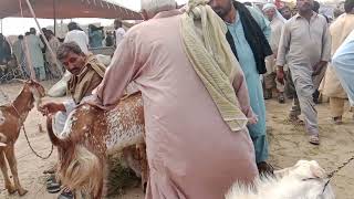 Bakra Mandi Pakistan | Dumba Mandi Pakistan | Chhatra Mandi Pakistan | Mall Maweshi Mandi Pakistan