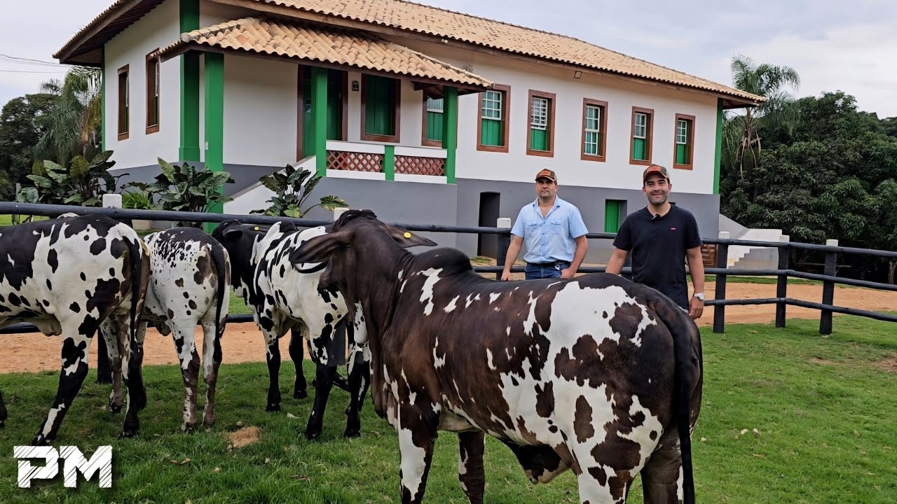 THE FARM BECAME EVEN MORE BEAUTIFUL WITH THESE GOLDEN ANIMALS