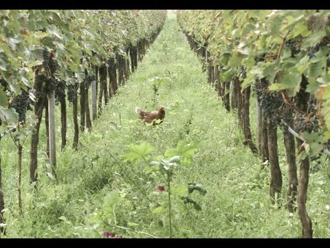 I parassiti che vivono anche la persona Organismo come habitat e alimentazione elettrica di parassiti