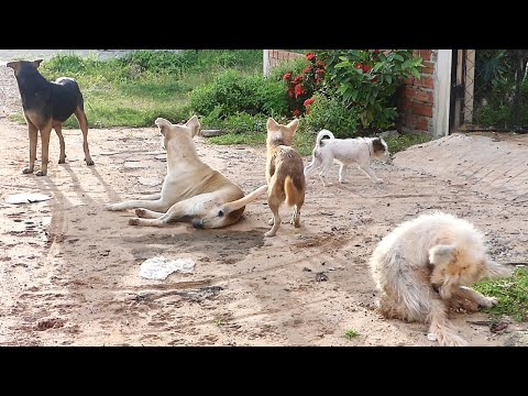 All five dogs are here at home include the new puppy || # 1302 Nature Show