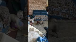 Video preview image #1 Chihuahua-Unknown Mix Puppy For Sale in Westmont, IL, USA