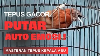 Download lagu ‼️SUPER GACOR MASTERAN TEPUS KEPALA ABU YANG PASTI BIKIN EMOSI TEPUS LAIN mp3 Download lagu ‼️SUPER GACOR MASTERAN TEPUS KEPALA ABU YANG PASTI BIKIN EMOSI TEPUS LAIN mp3