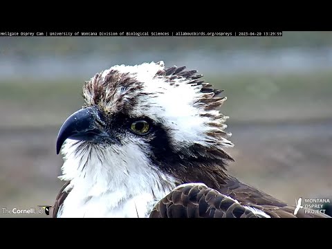 Face To Face With Iris The Osprey | April 20, 2023