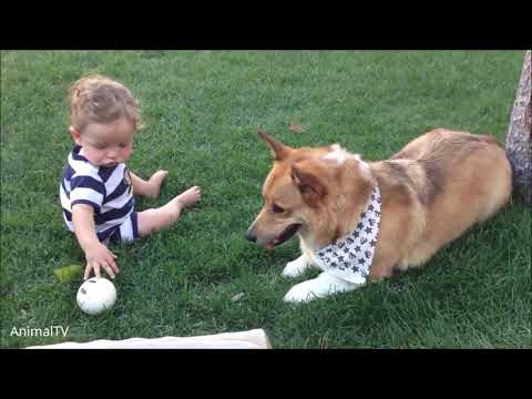 anormal Zeki köpekler 😱😱