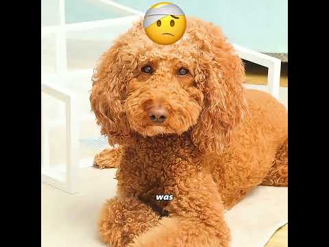 What is the normal relationship like between your pets? #pets #cute #funny #shorts