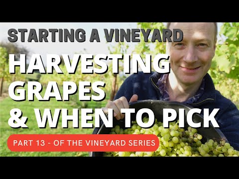 Starting a Vineyard Part 13 - Harvesting (& when to pick the grapes)
