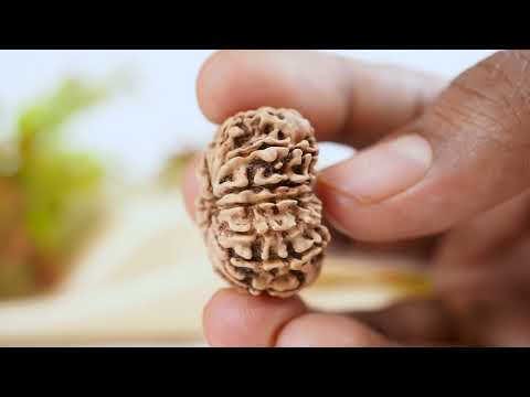 Rudraksha Product Image