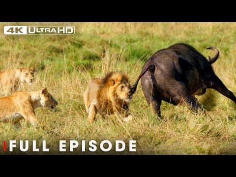 Apex Predators | An Adventure Through Wildlife in 4K | Nature Animal Documentary