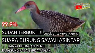 Download lagu SUARA BURUNG SINTAR//PIKAT AMPUH JERNIH.!!@asepsniperjawa mp3 Download lagu SUARA BURUNG SINTAR//PIKAT AMPUH JERNIH.!!@asepsniperjawa mp3
