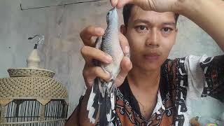 Download lagu Cara ngombyok Memilih Perkutut Suara Besar / Suara kong,, Begini Cirinya !!! mp3 Download lagu Cara ngombyok Memilih Perkutut Suara Besar / Suara kong,, Begini Cirinya !!! mp3