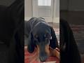 What’s the difference between Dobermann and black &tan coonhound #dog #hound #cutedog