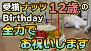 【かわいい猫のおもしろ動画】ナッツ12歳のBIRTHDAY　全力でお祝いします