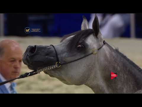 58 AAJILAH AL ZOBAIR Dubai 2018