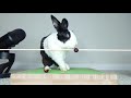 Rabbit falling over - ASMR fail!