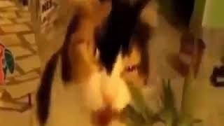 Download lagu Kucing makan daun ganja sampe gak sadarkan diri😅🍁 mp3