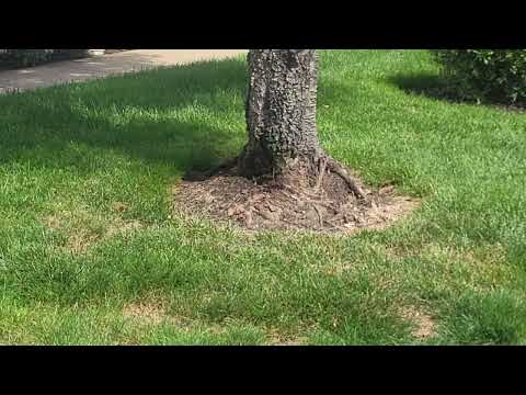 Yellow Jackets Nest Next to a Tree in Colts Neck, NJ