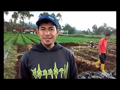 Bola herbal untuk potensi Bola Cina untuk ulasan potensi foto
