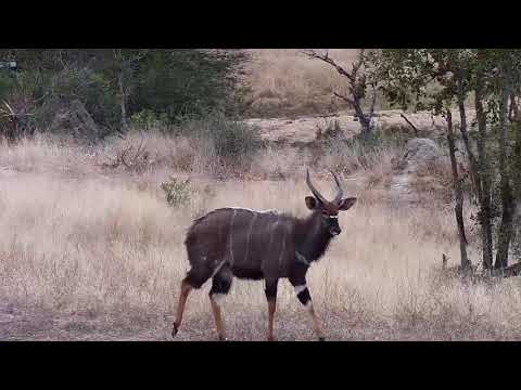 Djuma: Nyala bull - 15:17 - 07/23/20
