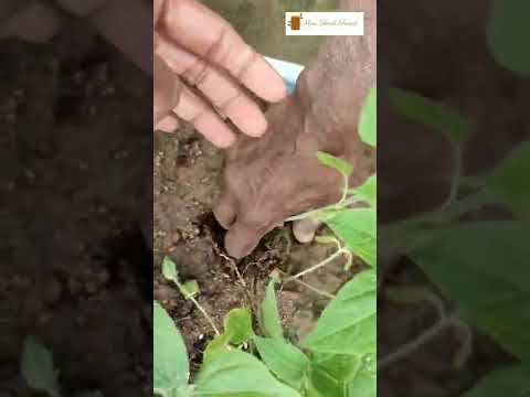 , title : 'Planting Flower Saplings | Tithonia red torch Flower | @Mini Food Forest'