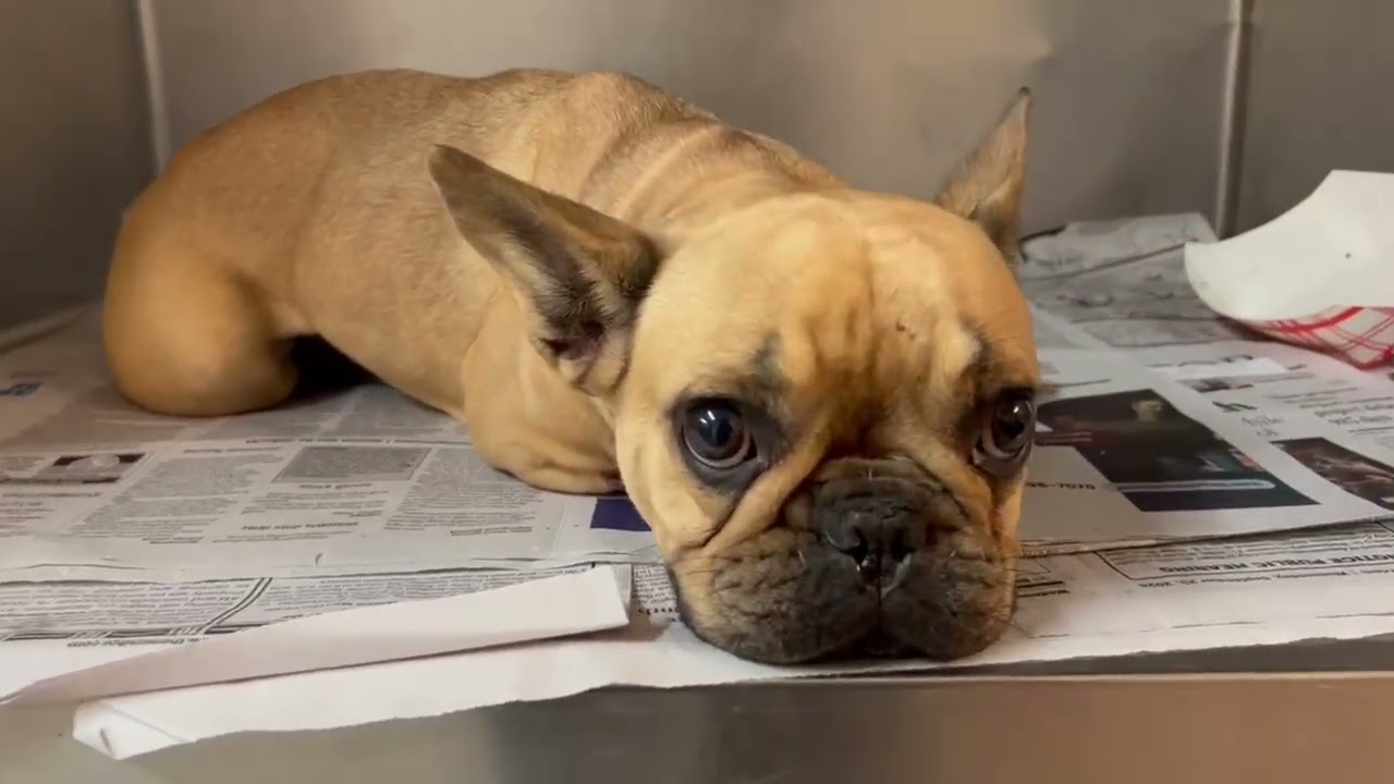 Frenchie Toast video